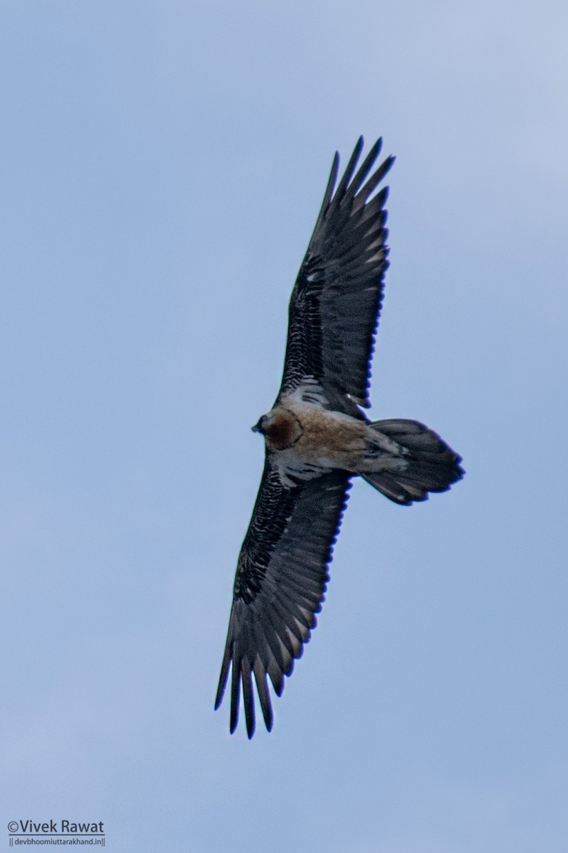 Gypaète barbu - ML100911801