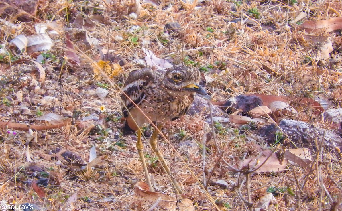 Indian Thick-knee - ML100912431