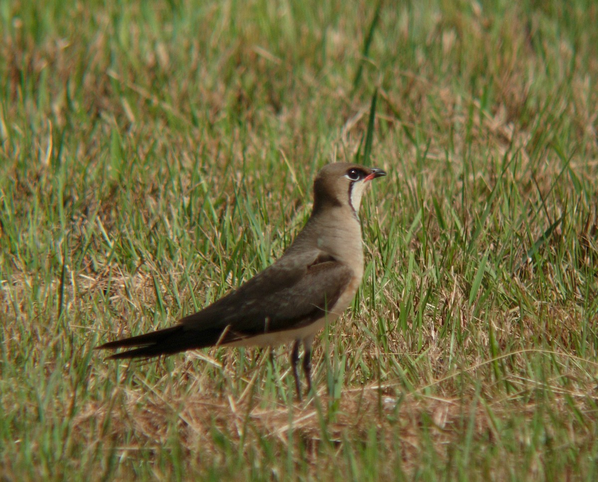 Oriental Pratincole - ML100914831