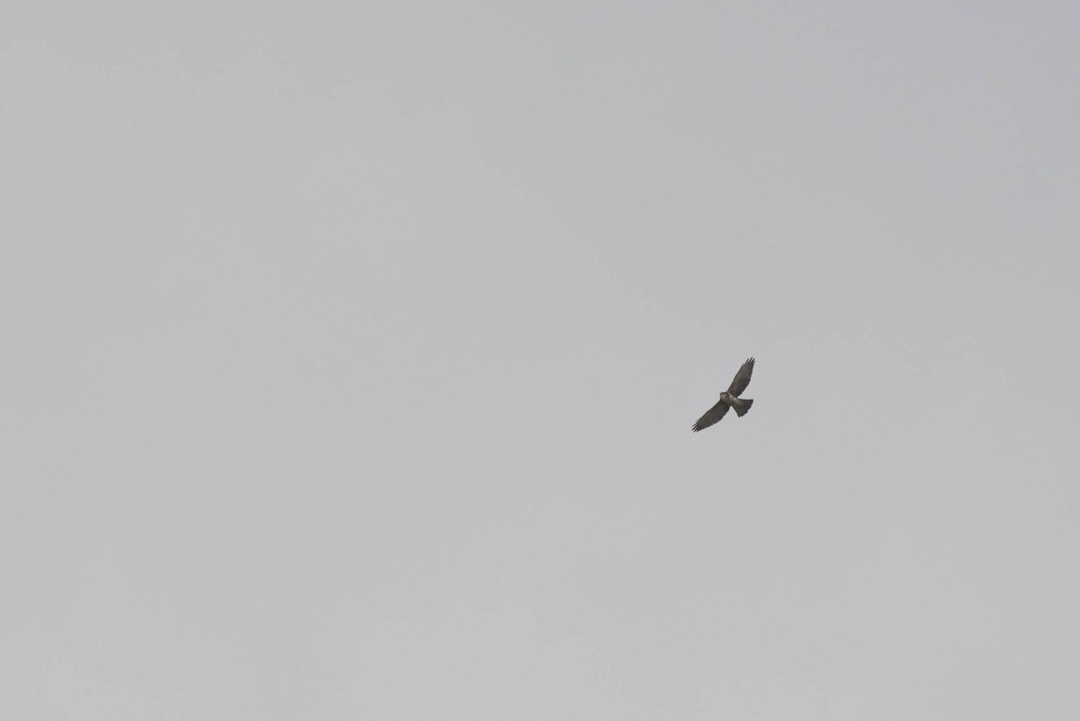 White-throated Hawk - ML100914961