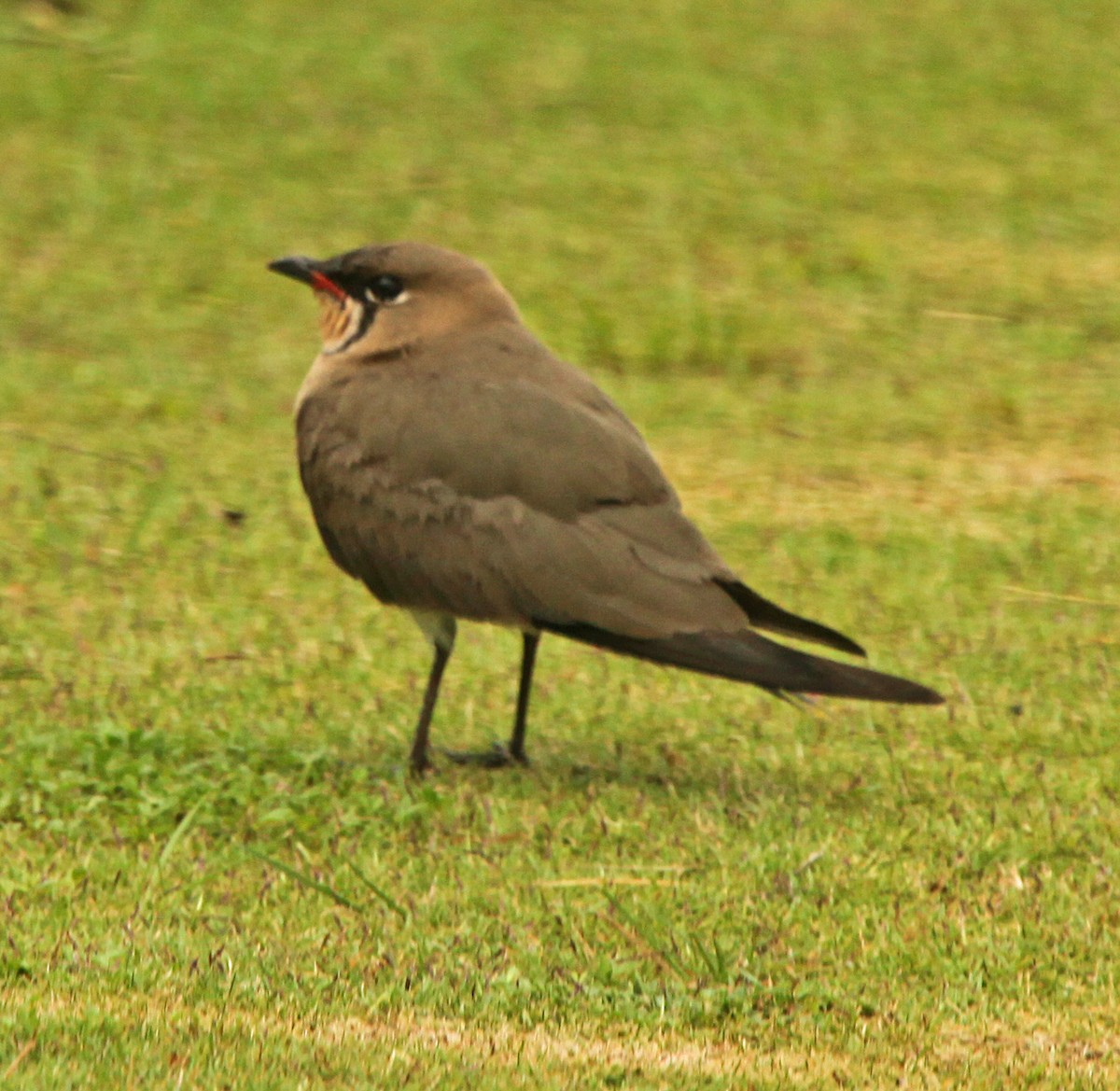 Oriental Pratincole - ML100915331