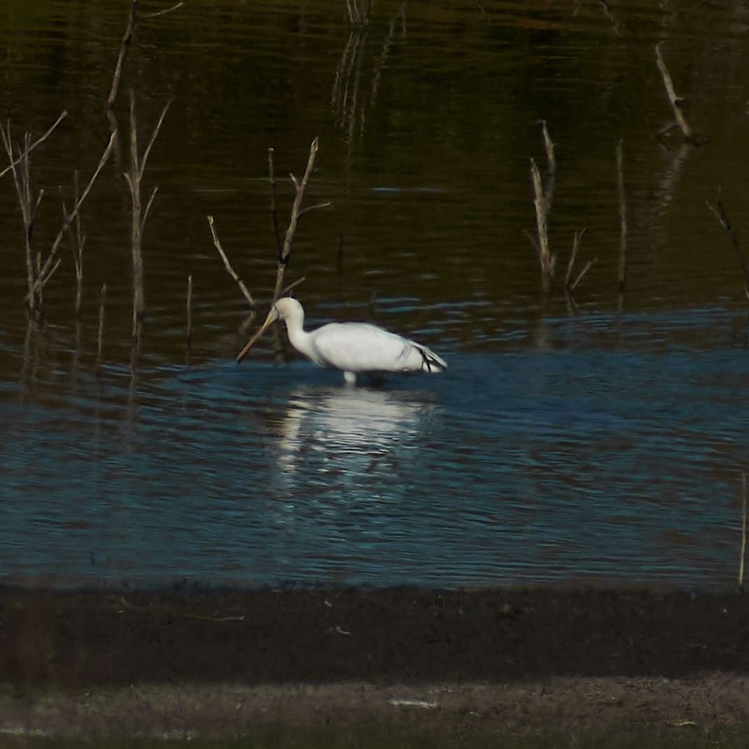 Yellow-billed Spoonbill - ML100915661