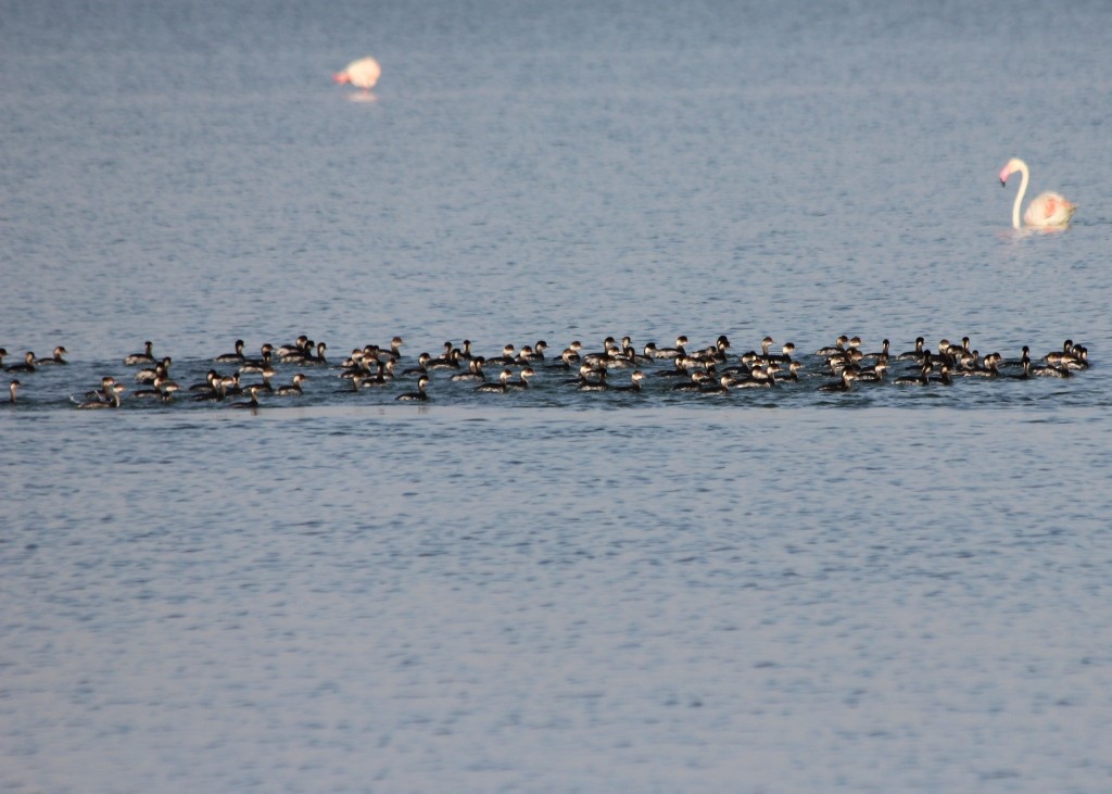Eared Grebe - ML100915801