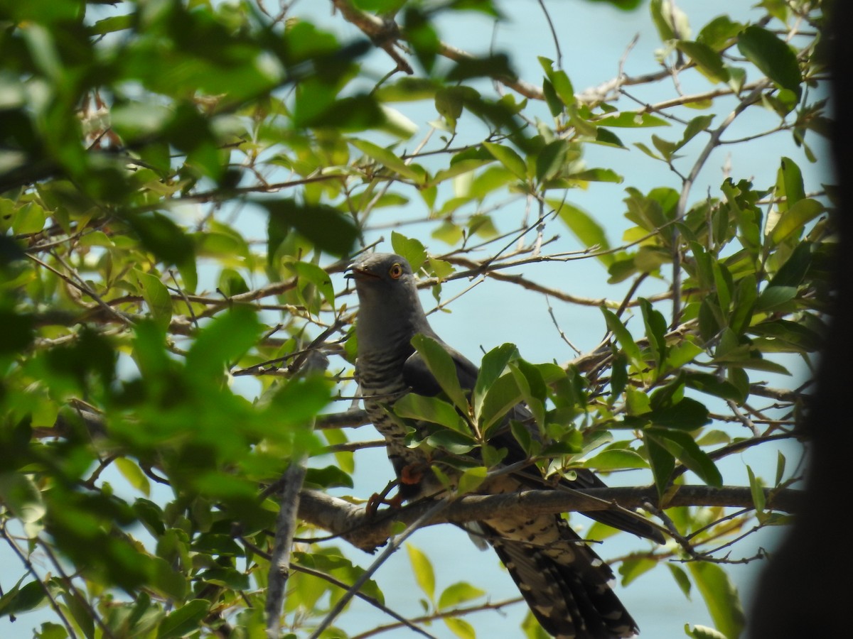 Himalayan Cuckoo - ML100915961