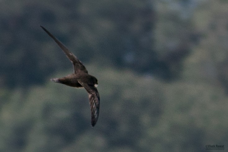 Alpine Swift - ML100916921