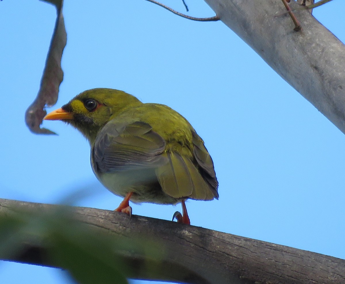 Bell Miner - ML100916931