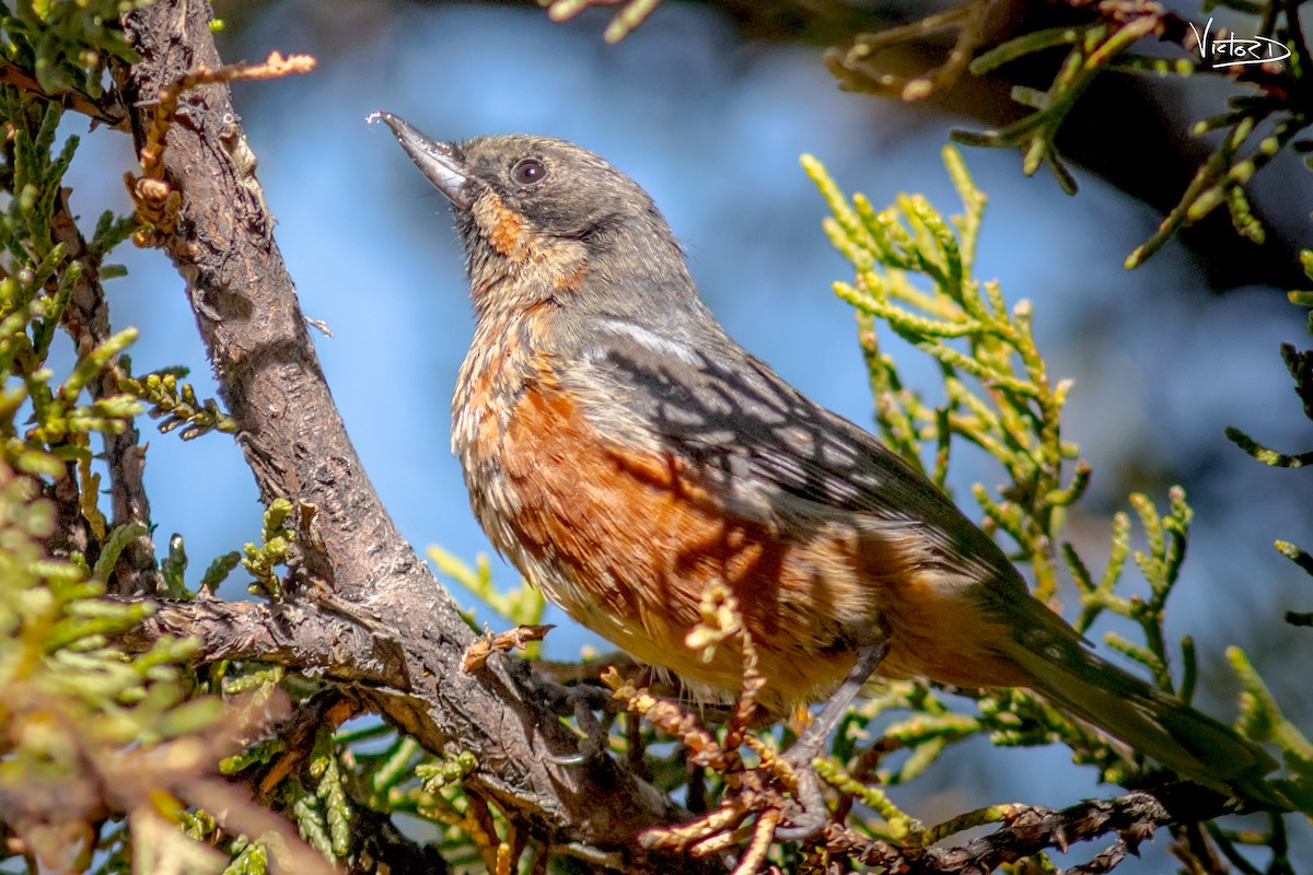 Black-throated Flowerpiercer - ML100917031