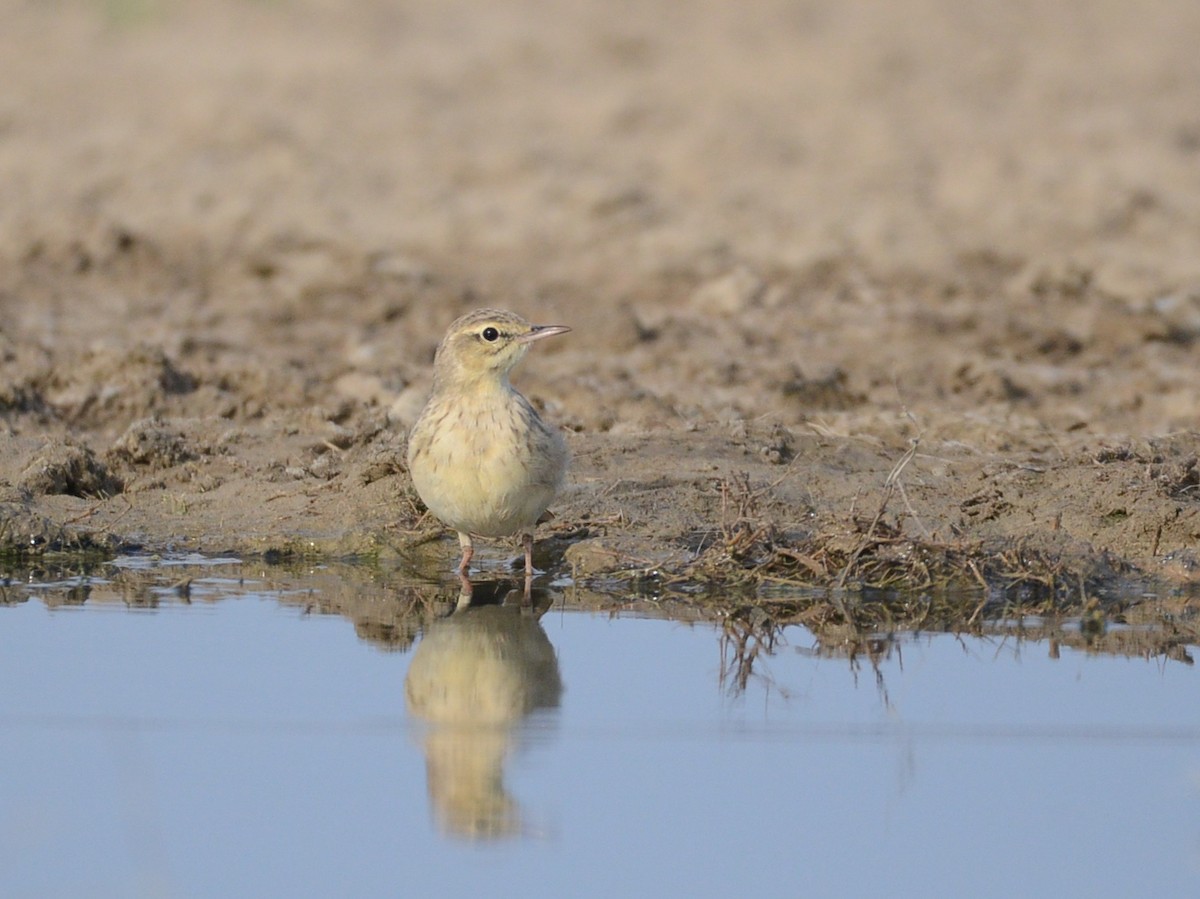 Tawny Pipit - ML100917751