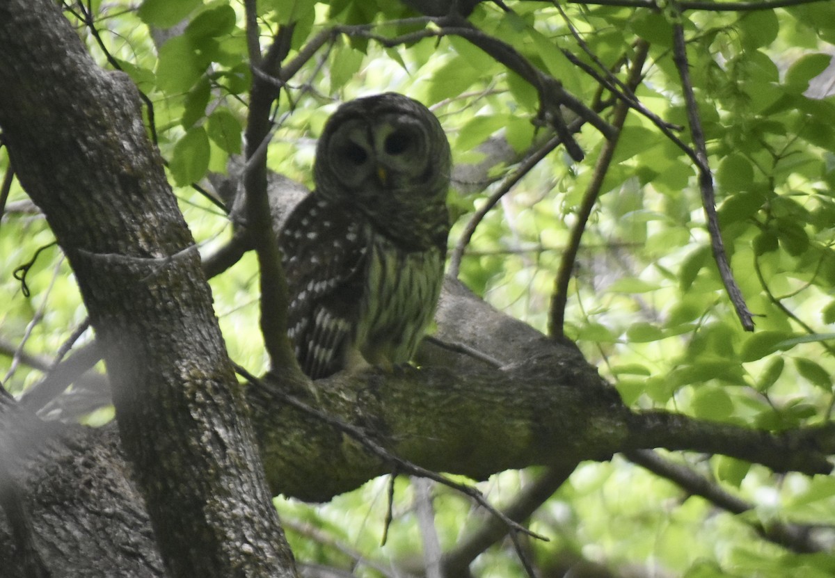 Barred Owl - jessica lowery