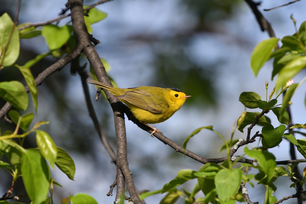 Wilson's Warbler - ML100919151