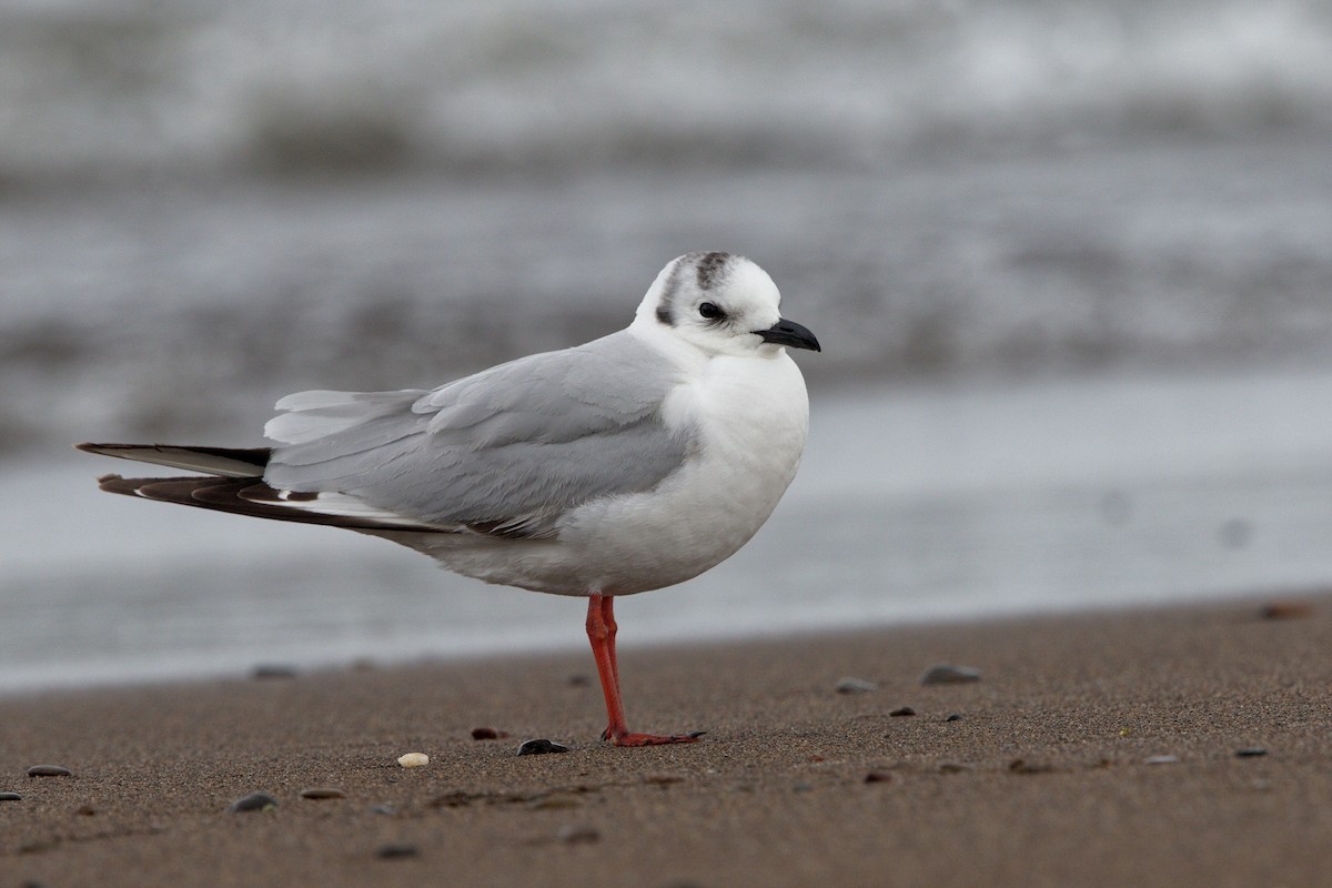 Saunders's Gull - Stuart Price