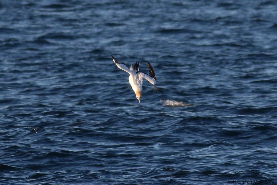 Australasian Gannet - ML100919861
