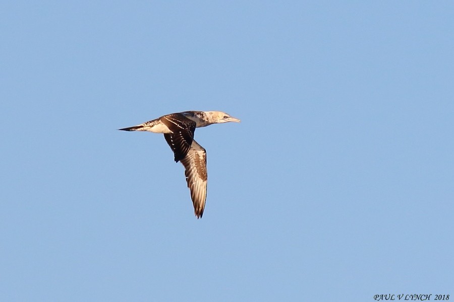 Australasian Gannet - ML100919871