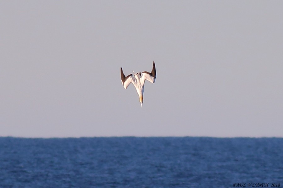 Australasian Gannet - ML100919911