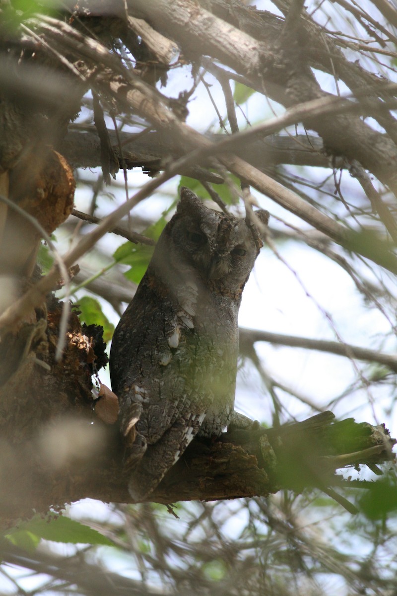 Eurasian Scops-Owl - ML100921231