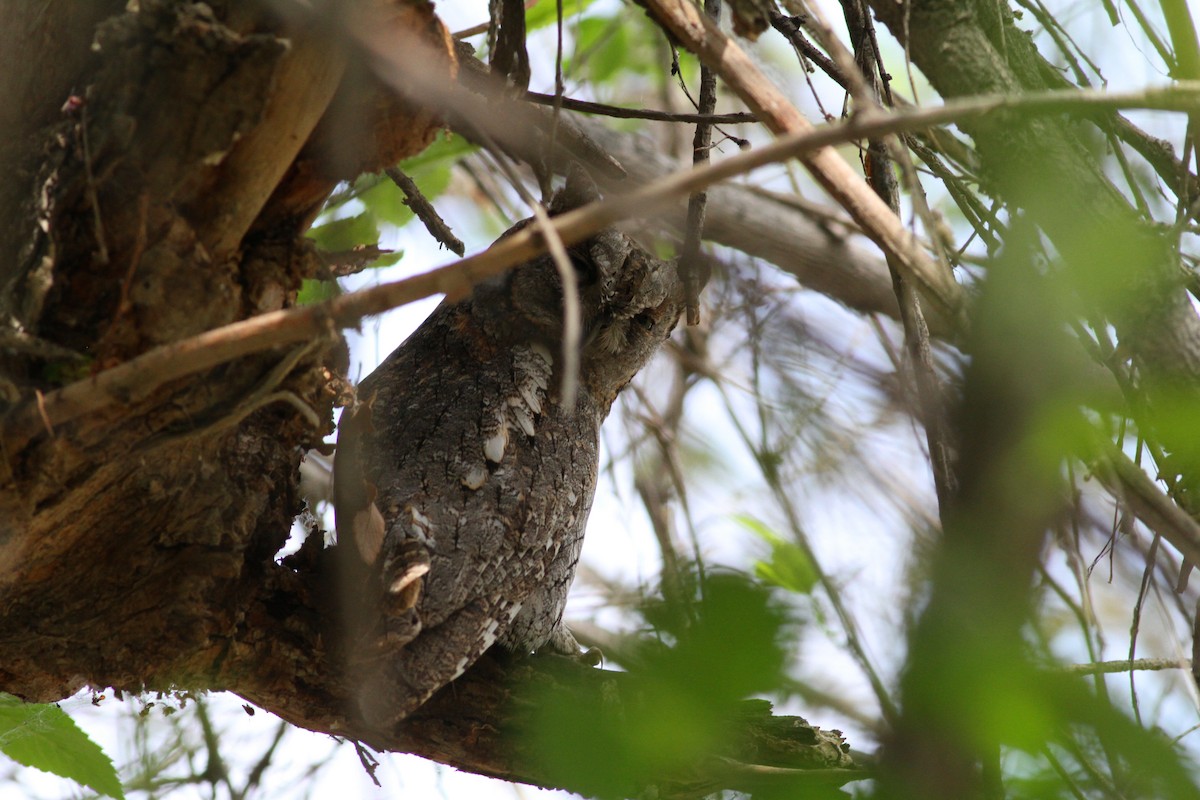 Petit-duc scops - ML100921241