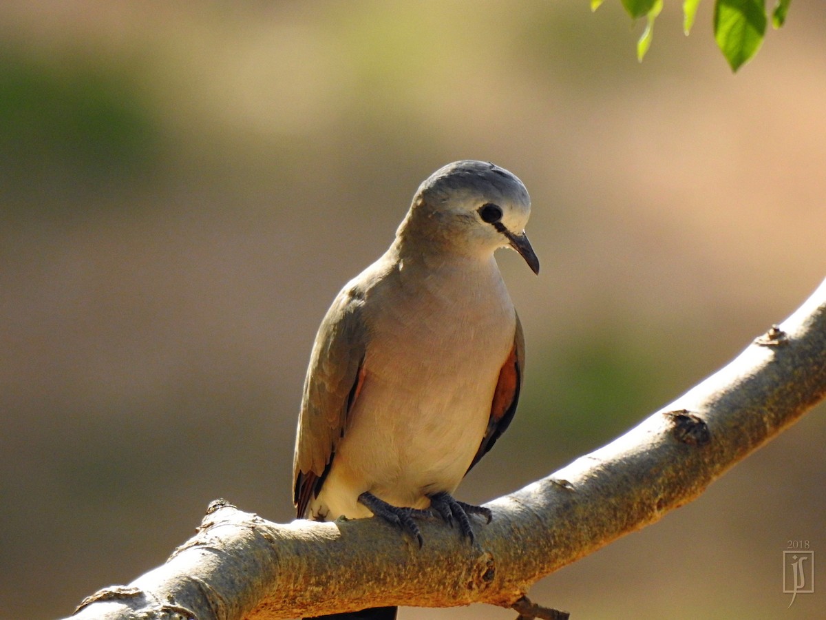 Black-billed Wood-Dove - ML100921481