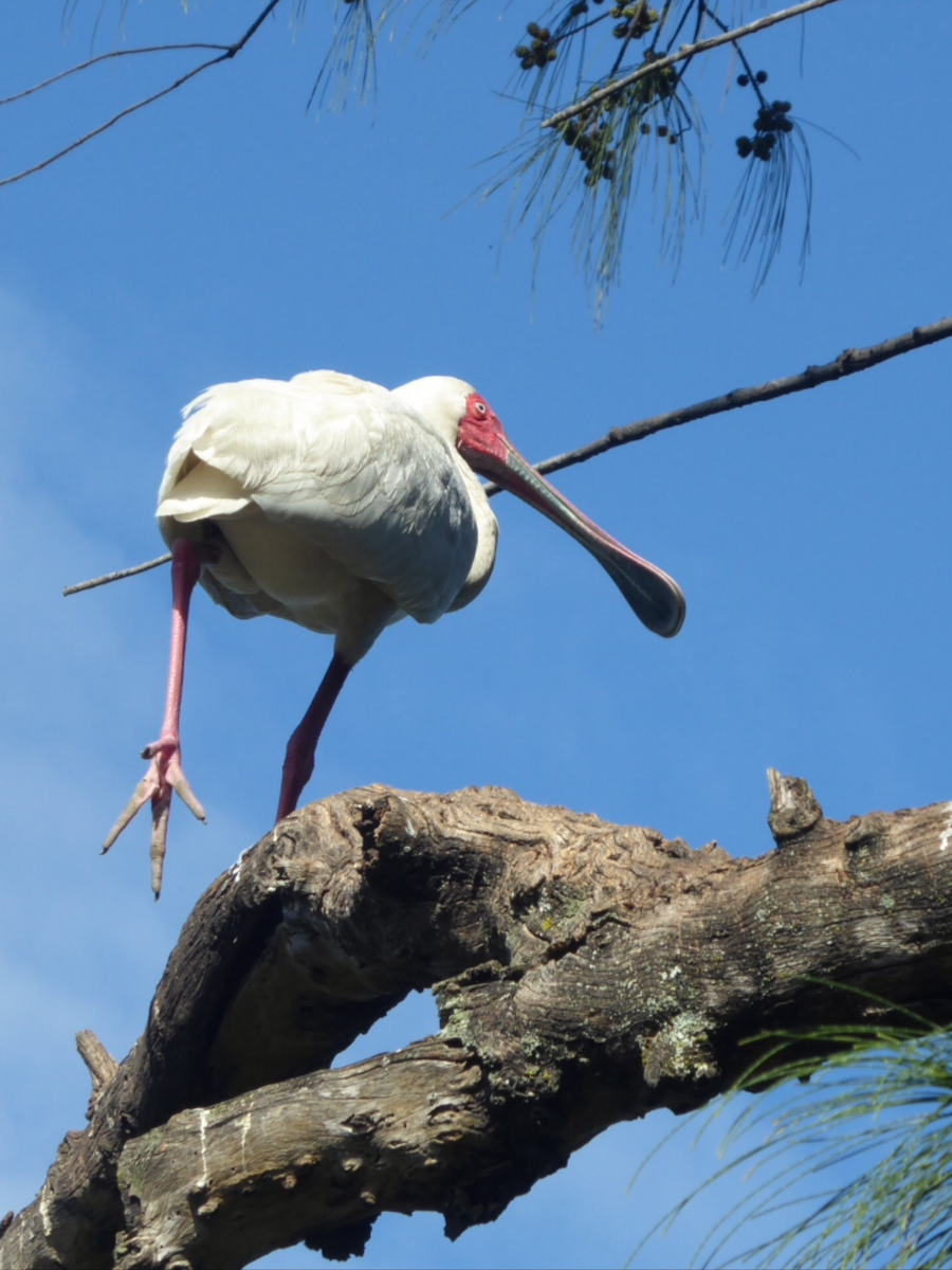 African Spoonbill - ML100922391