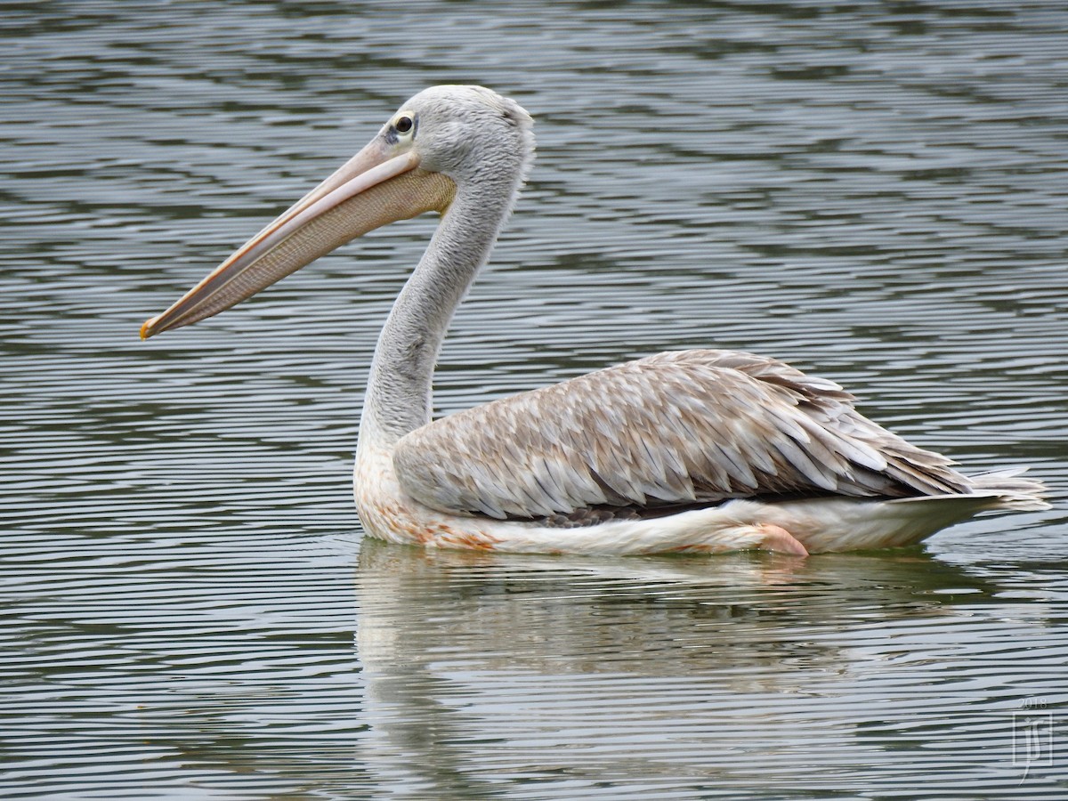 Pink-backed Pelican - ML100923001