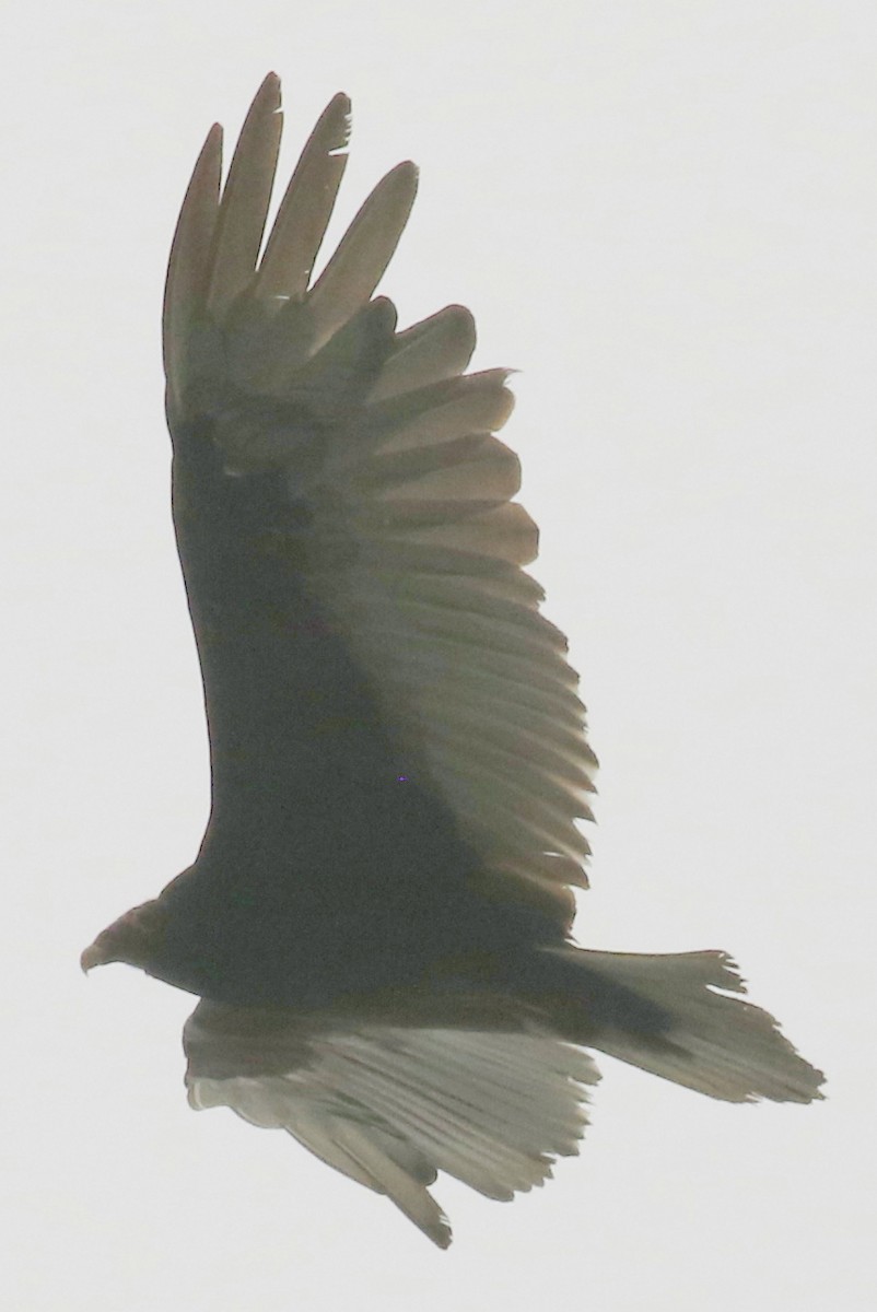 Turkey Vulture - Jon G.