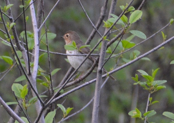 Swainson's Thrush - ML100925011