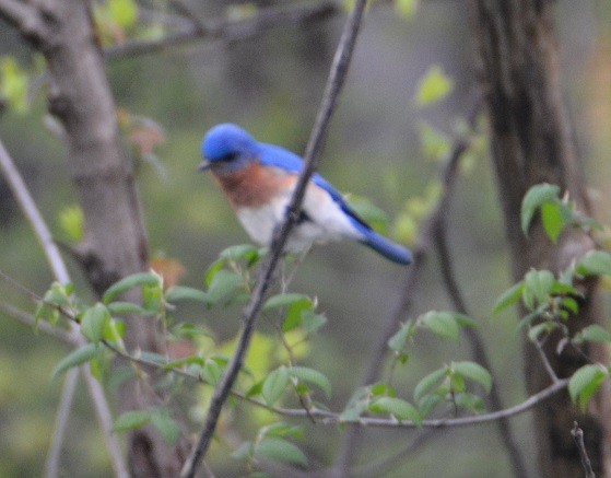 Eastern Bluebird - ML100925021