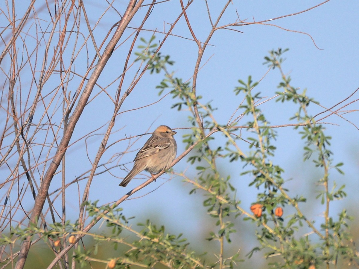 Saxaul Sparrow - Alan Van Norman