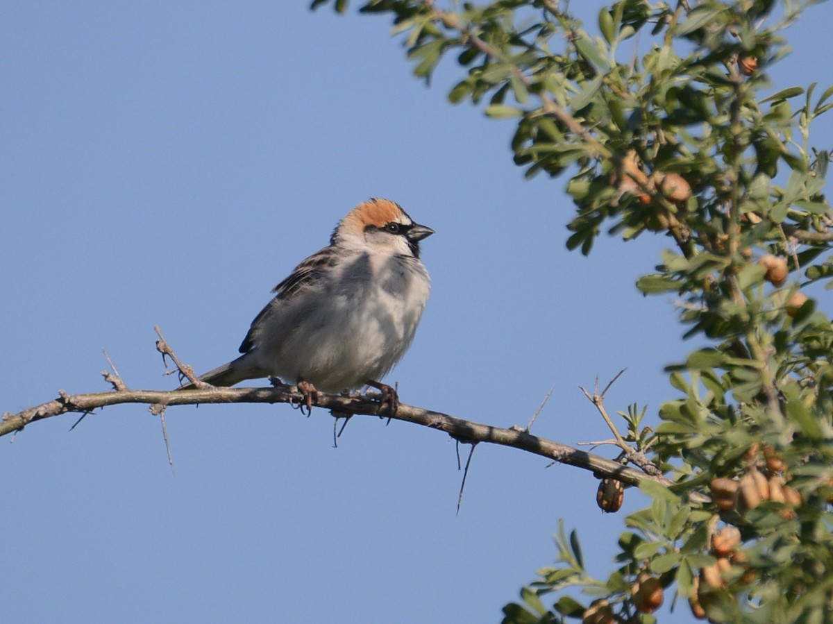 Saxaul Sparrow - Alan Van Norman