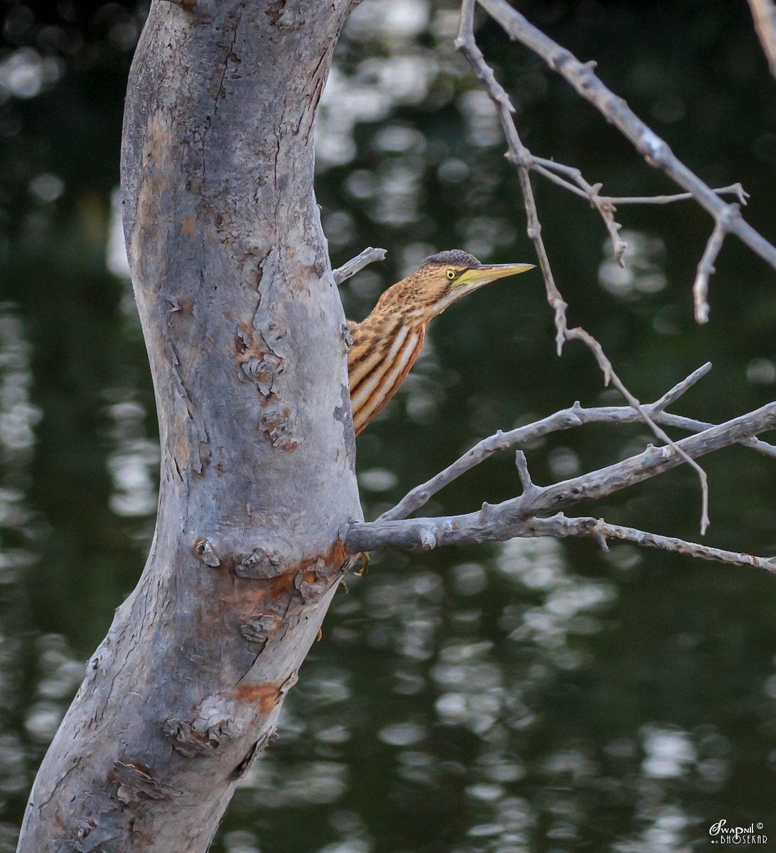 Little Bittern - Swapnil Bhosekar