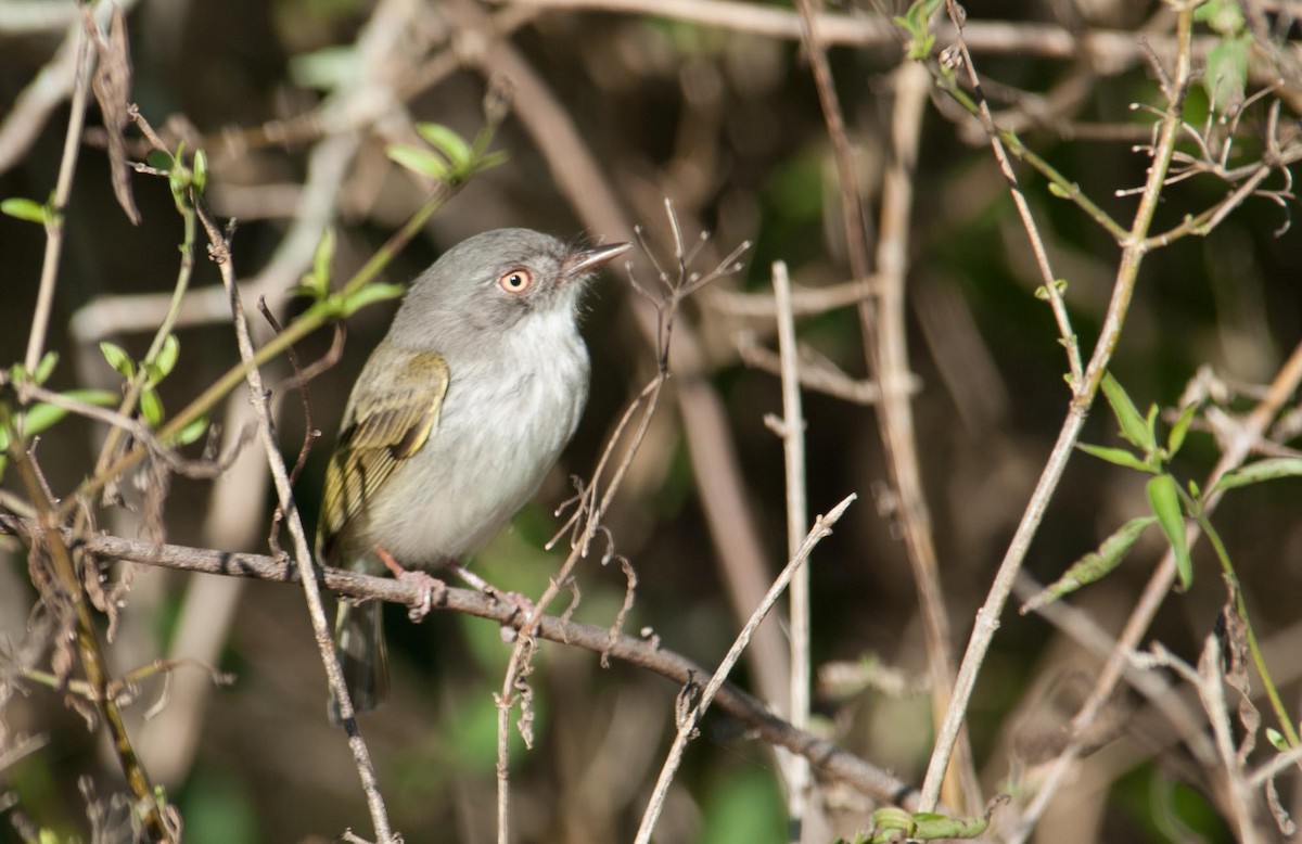 Pearly-vented Tody-Tyrant - ML100928481