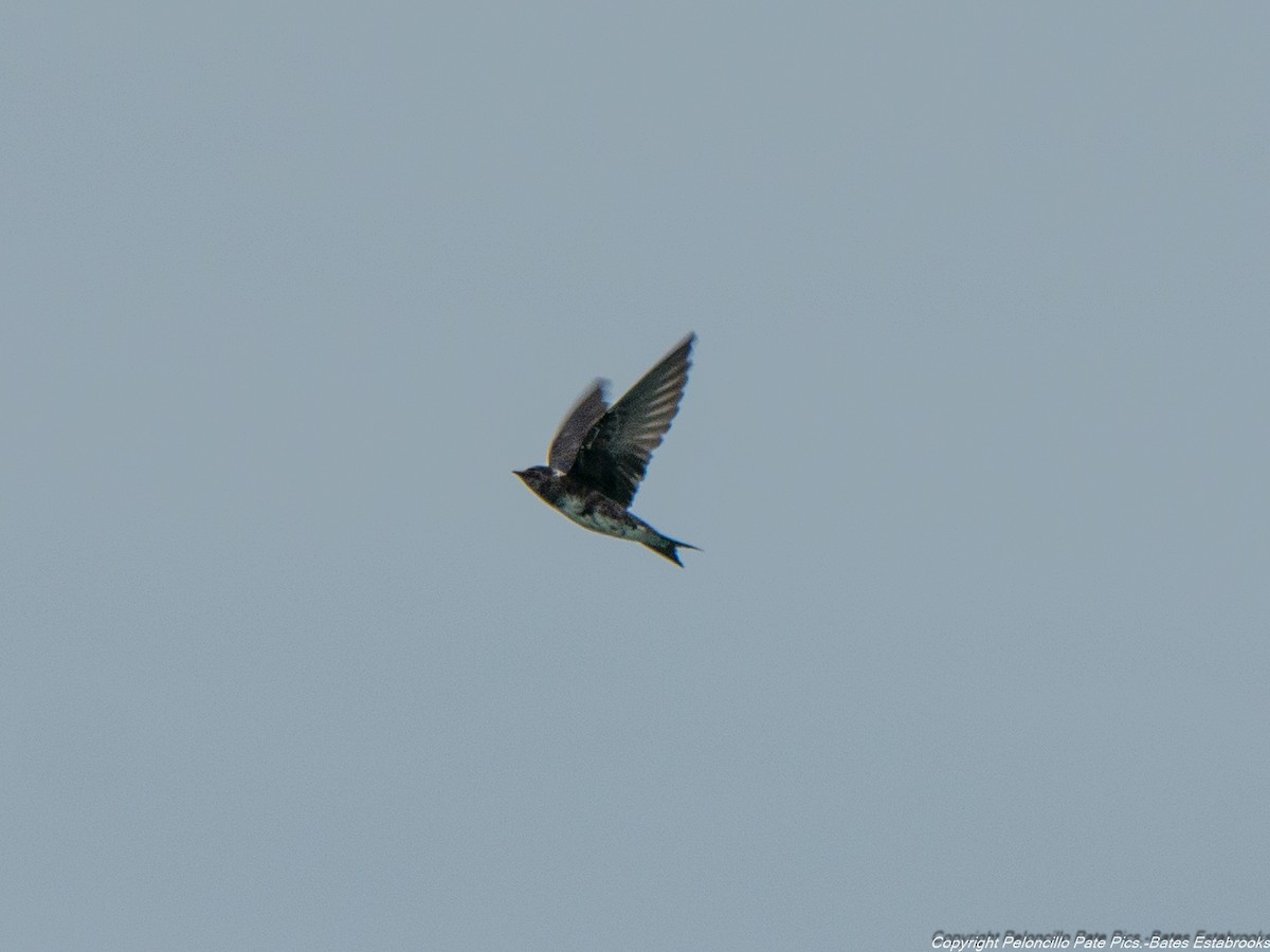 Purple Martin - ML100930281