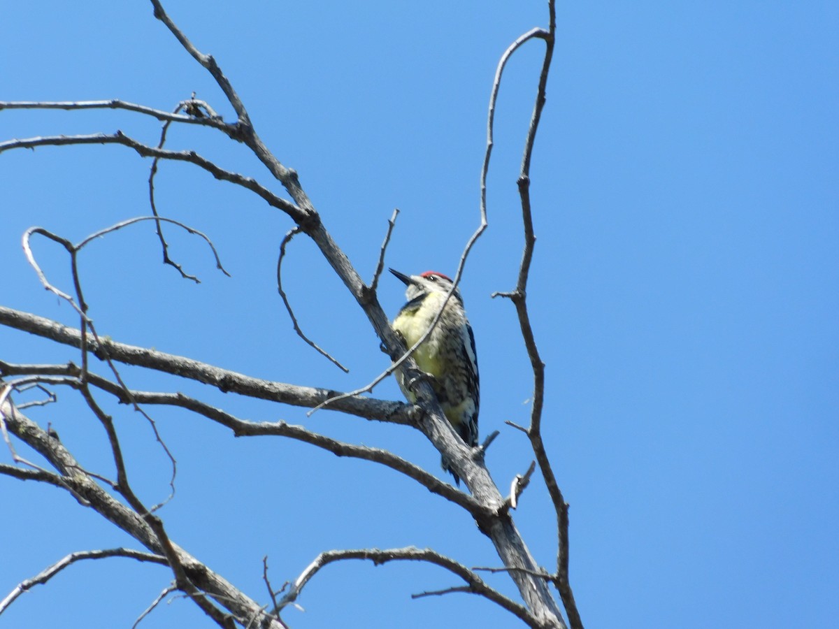 Yellow-bellied Sapsucker - ML100932011