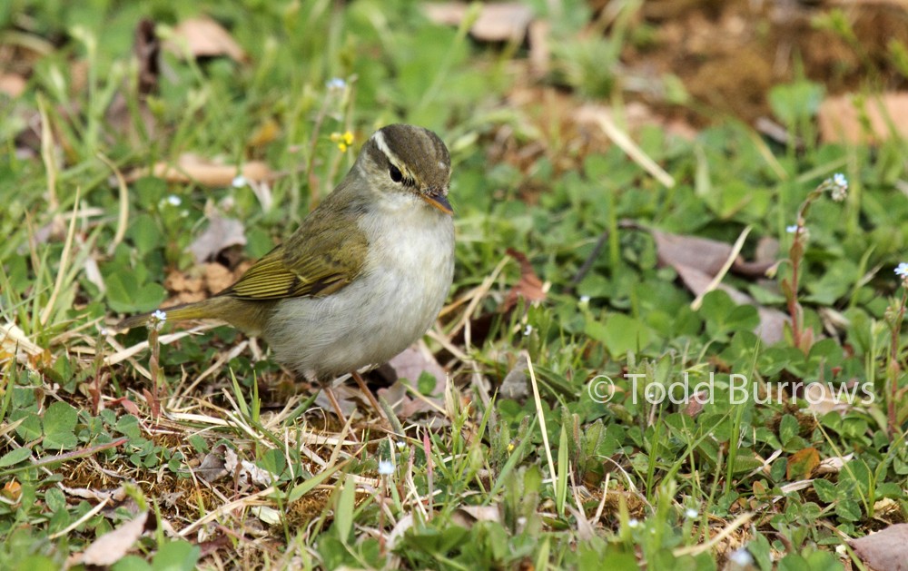 Eastern Crowned Warbler - ML100932601