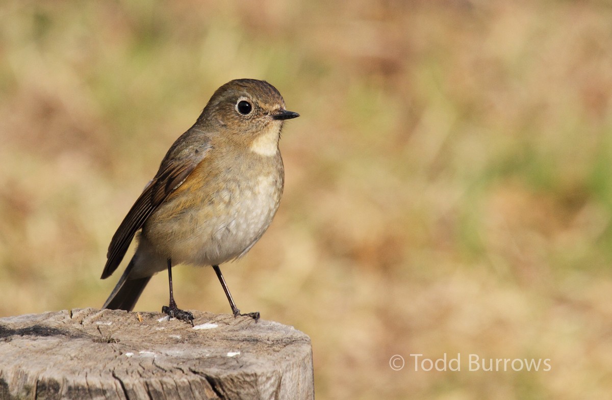 Red-flanked Bluetail - Todd Burrows