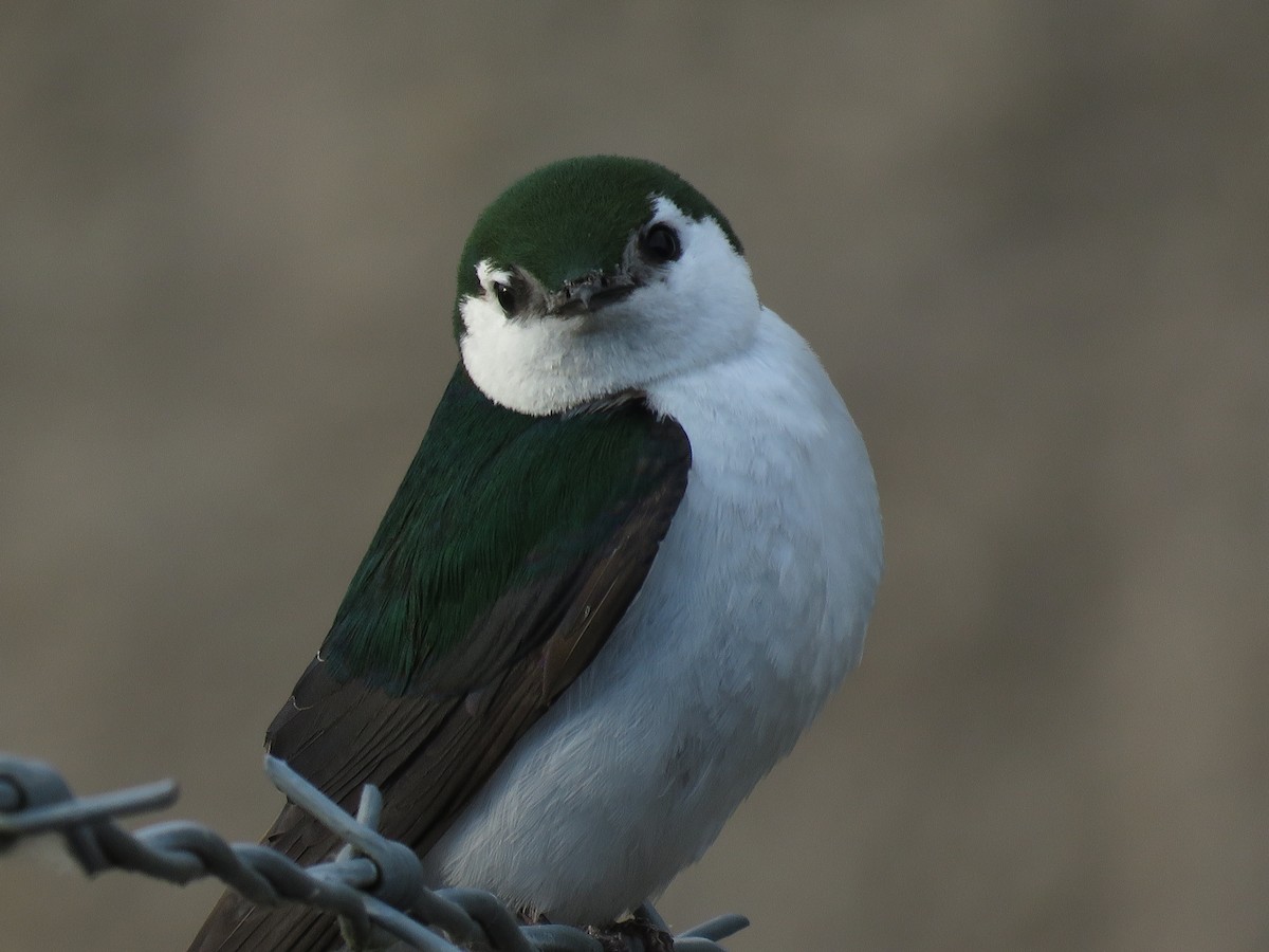 Hirondelle à face blanche - ML100934521