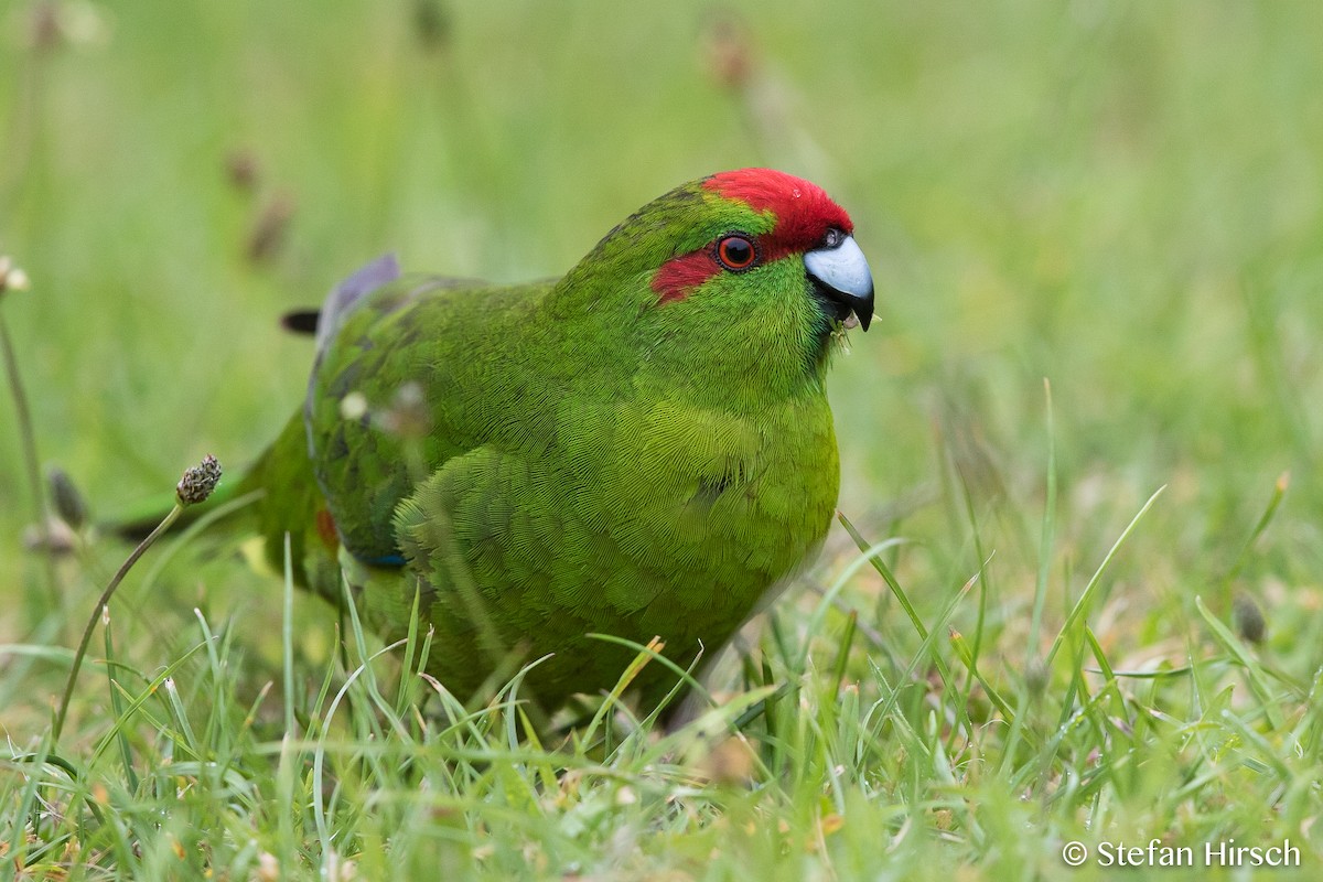 Perico Maorí Cabecirrojo - ML100936471