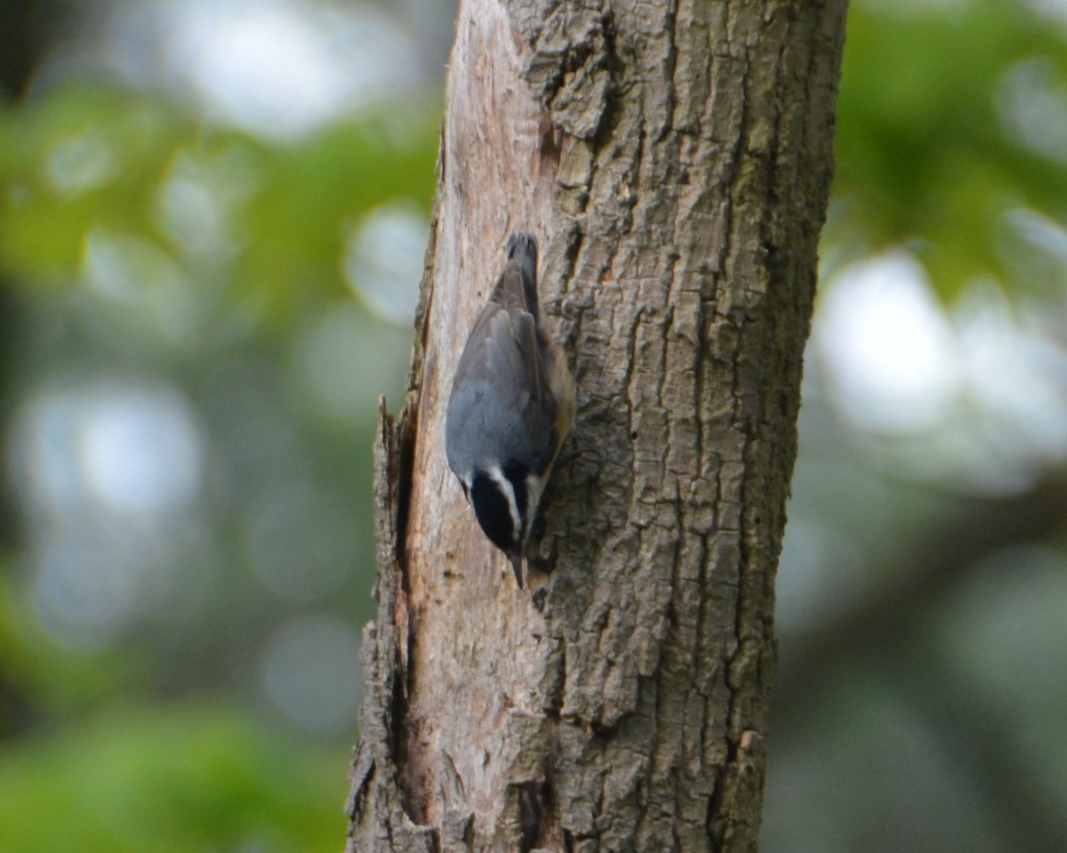 Red-breasted Nuthatch - ML100936491