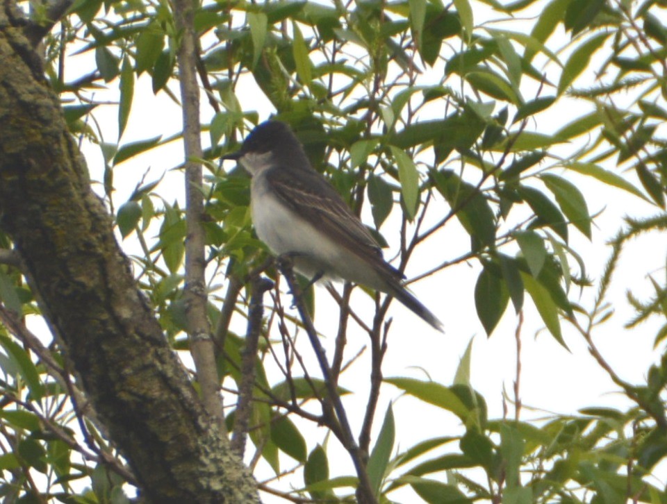 Eastern Kingbird - ML100936521