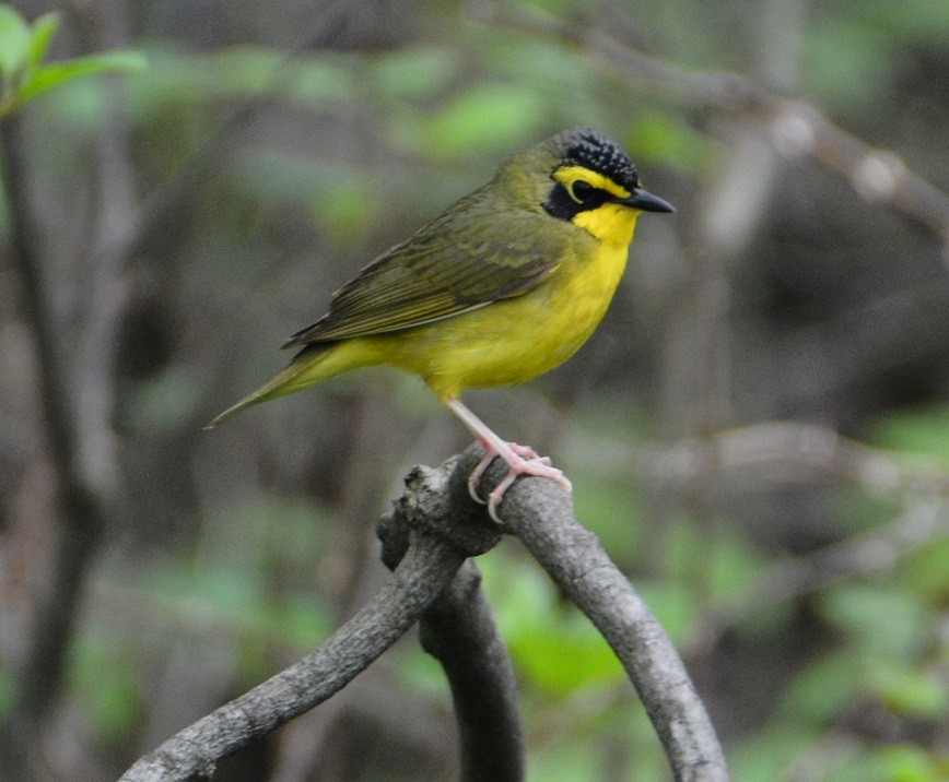 Kentucky Warbler - "Chia" Cory Chiappone ⚡️