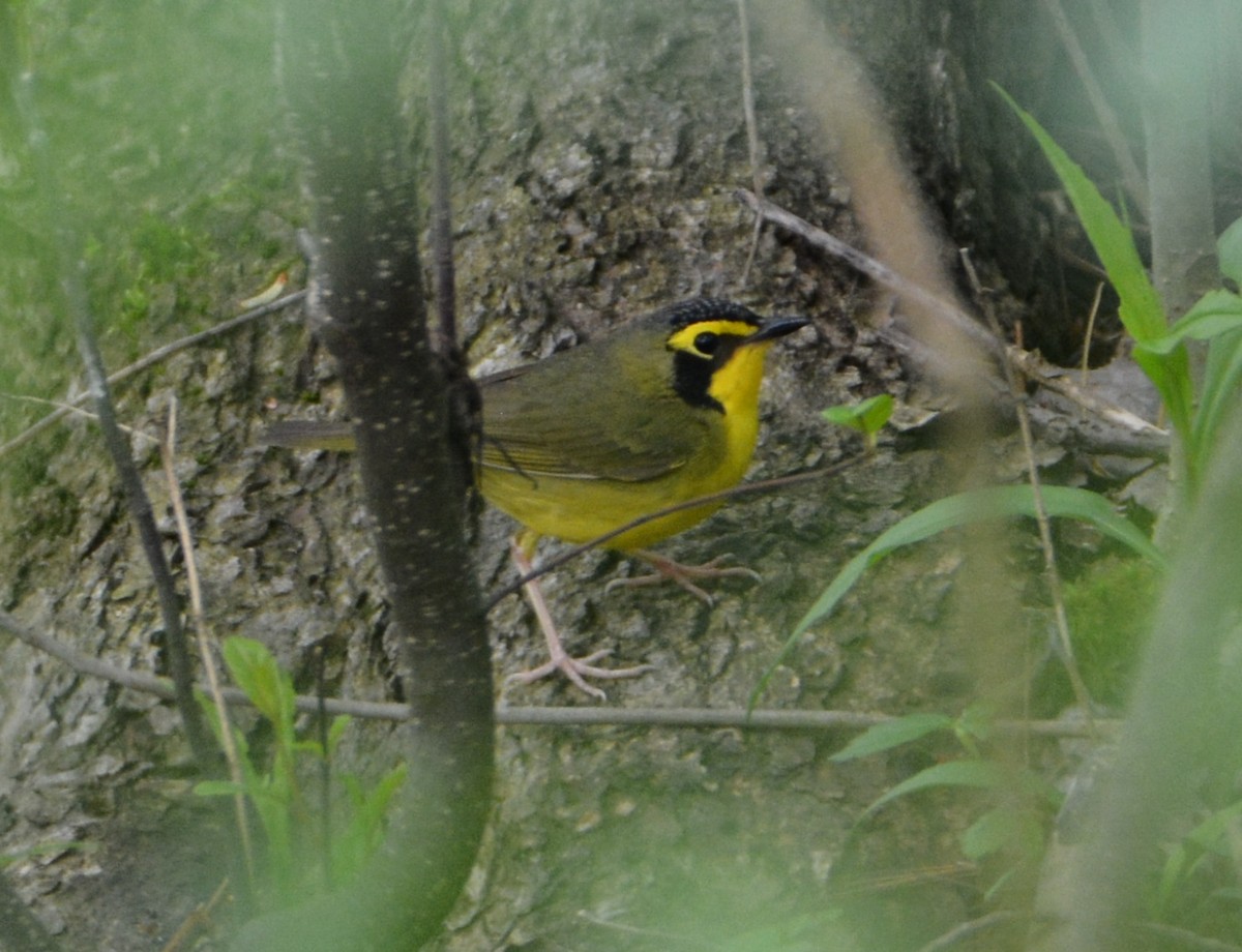 Kentucky Warbler - ML100936581