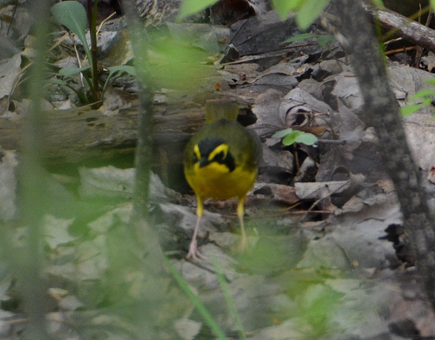 Kentucky Warbler - ML100936591