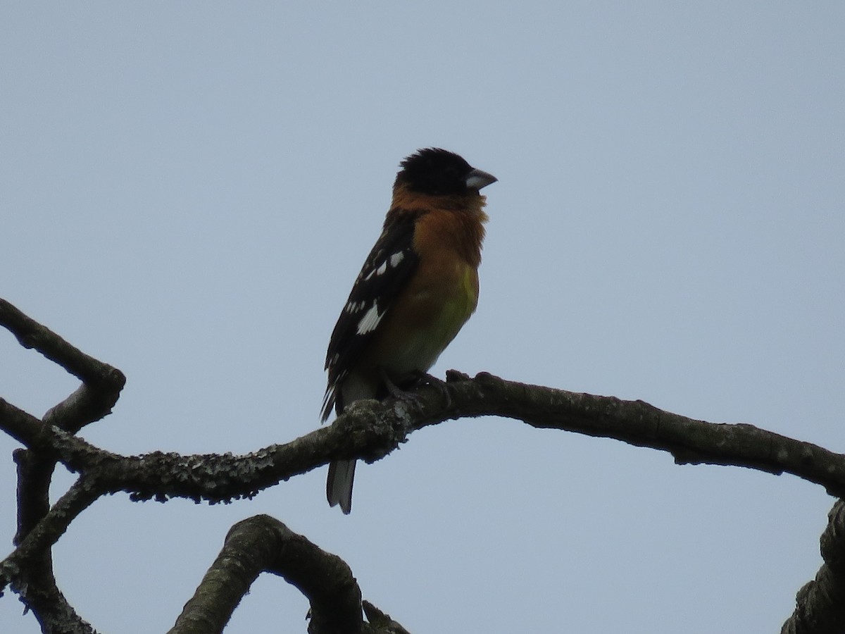 Black-headed Grosbeak - ML100937741