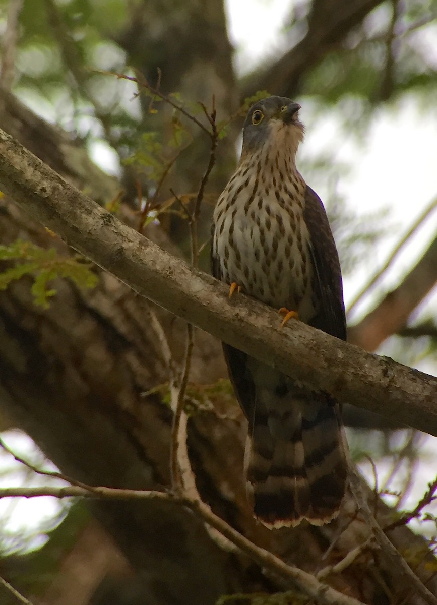 Hodgson's Hawk-Cuckoo - ML100939071