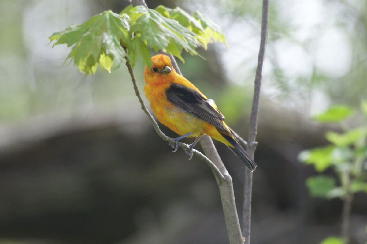 Scarlet Tanager - Ethan Gosnell