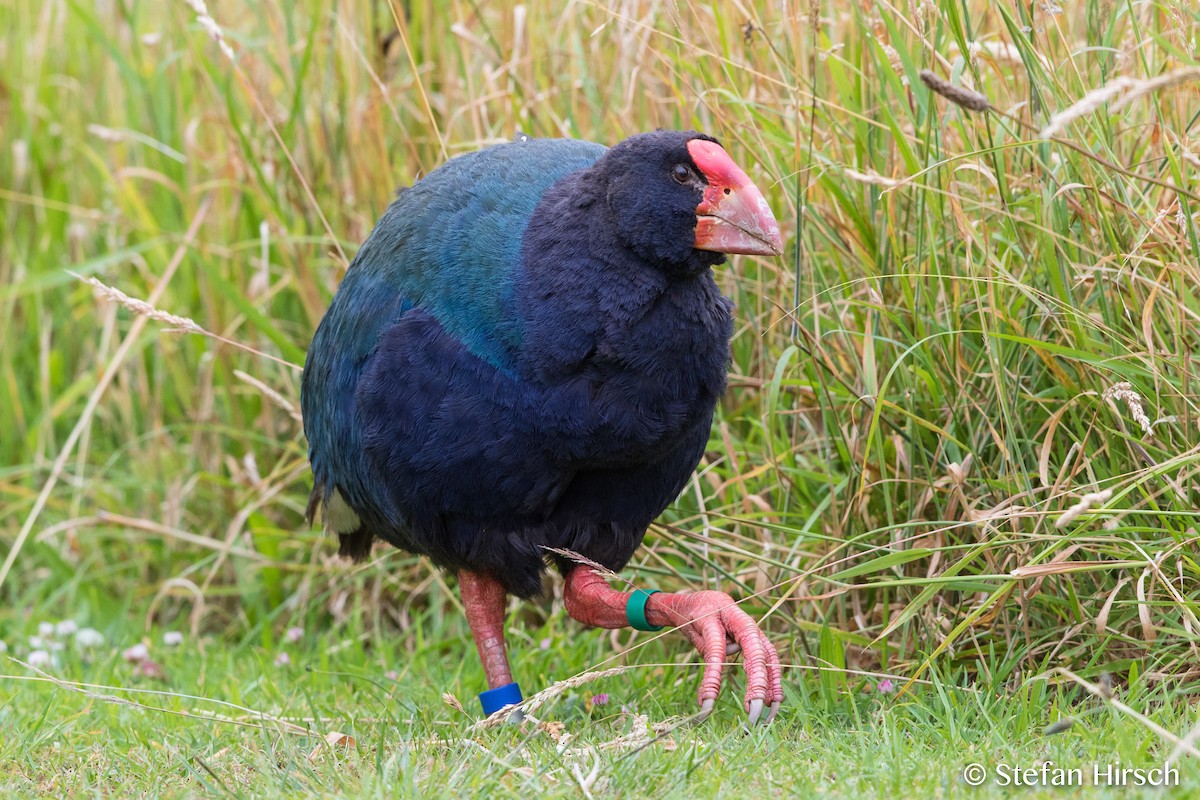 South Island Takahe - Stefan Hirsch