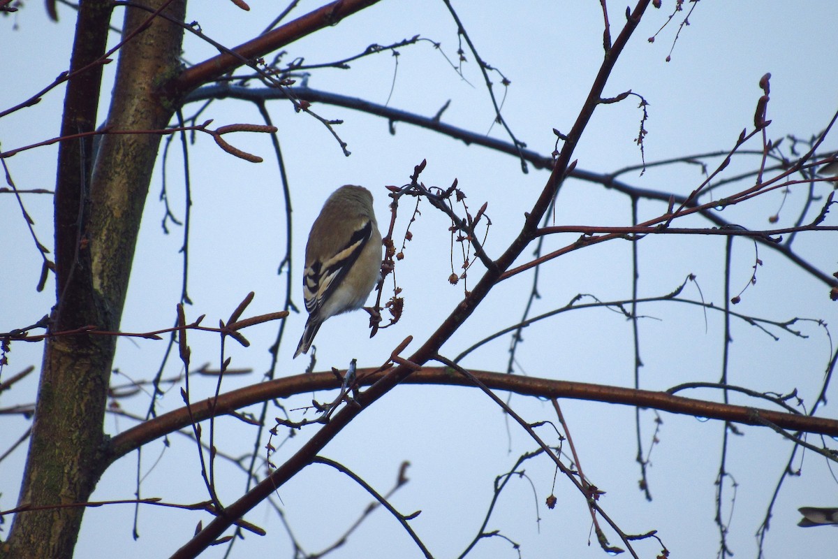 American Goldfinch - ML100945481