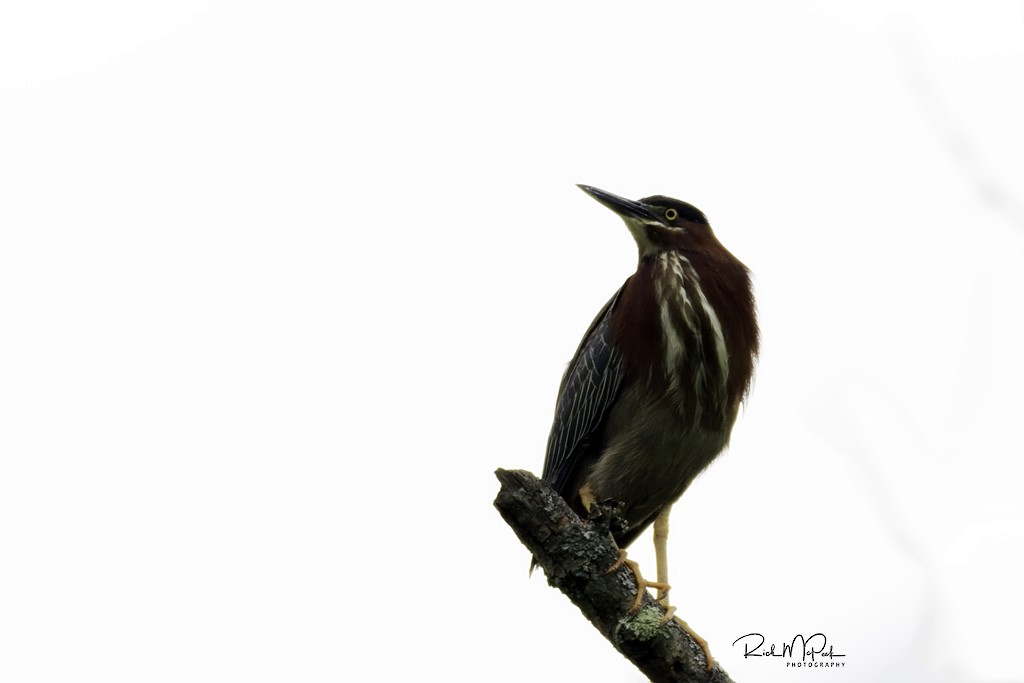 Green Heron - ML100945541