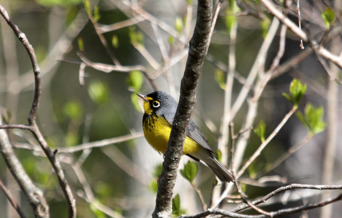 Canada Warbler - Meaghan Conway