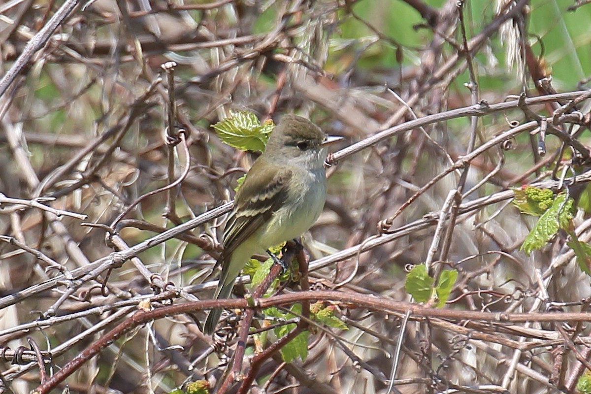 Willow Flycatcher - ML100946131