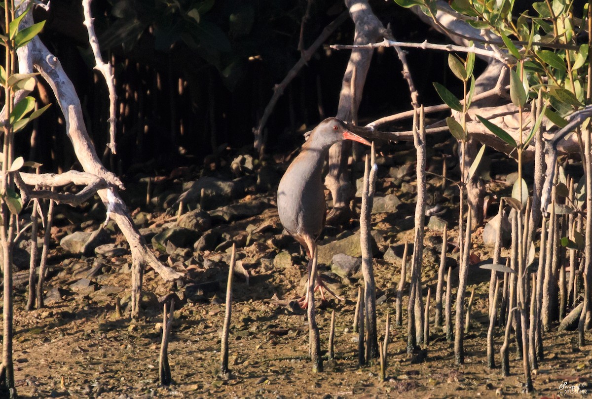 Water Rail - Swapnil Bhosekar